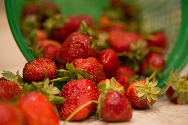 Strawberry Picking at Warbington Farms